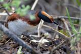 Image. Horned Grebe