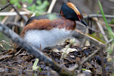 Image. Horned Grebe