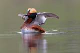 Image. Horned Grebe