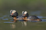 Image. Horned Grebe