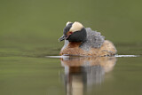 Image. Horned Grebe
