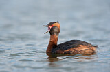 Image. Horned Grebe