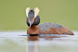 Image. Horned Grebe