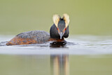 Image. Horned Grebe