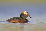 Image. Horned Grebe