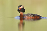 Image. Horned Grebe
