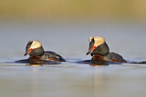 Image. Horned Grebe