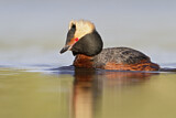 Image. Horned Grebe