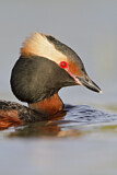 Image. Horned Grebe