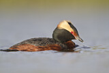 Image. Horned Grebe