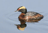 Image. Horned Grebe