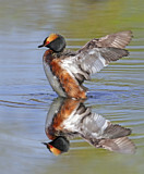 Image. Horned Grebe