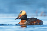 Image. Horned Grebe