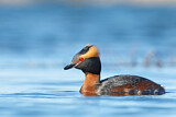 Image. Horned Grebe