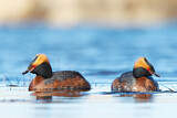 Image. Horned Grebe