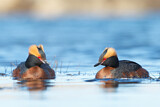 Image. Horned Grebe