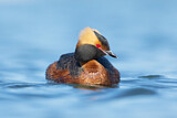 Image. Horned Grebe
