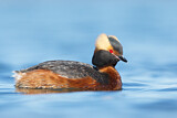 Image. Horned Grebe