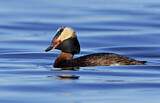 Image. Horned Grebe