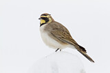 Image. Horned Lark