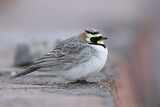 Image. Horned Lark