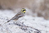 Image. Horned Lark