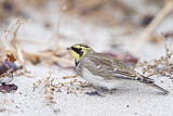 Image. Horned Lark