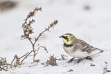 Image. Horned Lark