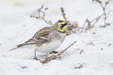 Image. Horned Lark
