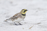 Image. Horned Lark