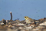Image. Horned Lark