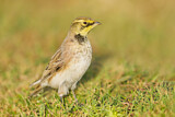 Image. Horned Lark