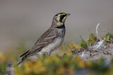 Image. Horned Lark