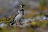 Image. Horned Lark