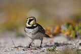 Image. Horned Lark