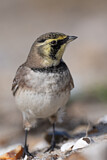 Image. Horned Lark