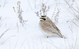 Image. Horned Lark