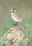 Image. Horned Lark