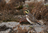 Image. Horned Lark