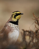 Image. Horned Lark