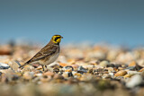 Image. Horned Lark