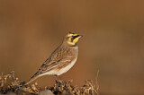 Image. Horned Lark
