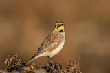 Image. Horned Lark