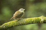 Image. Horsfield's Babbler
