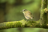 Image. Horsfield's Babbler