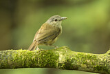Image. Horsfield's Babbler