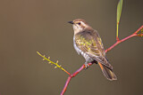 Image. Horsfield's Bronze Cuckoo