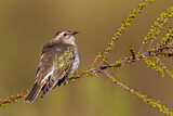 Image. Horsfield's Bronze Cuckoo