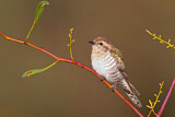 Image. Horsfield's Bronze Cuckoo