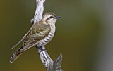 Image. Horsfield's Bronze Cuckoo